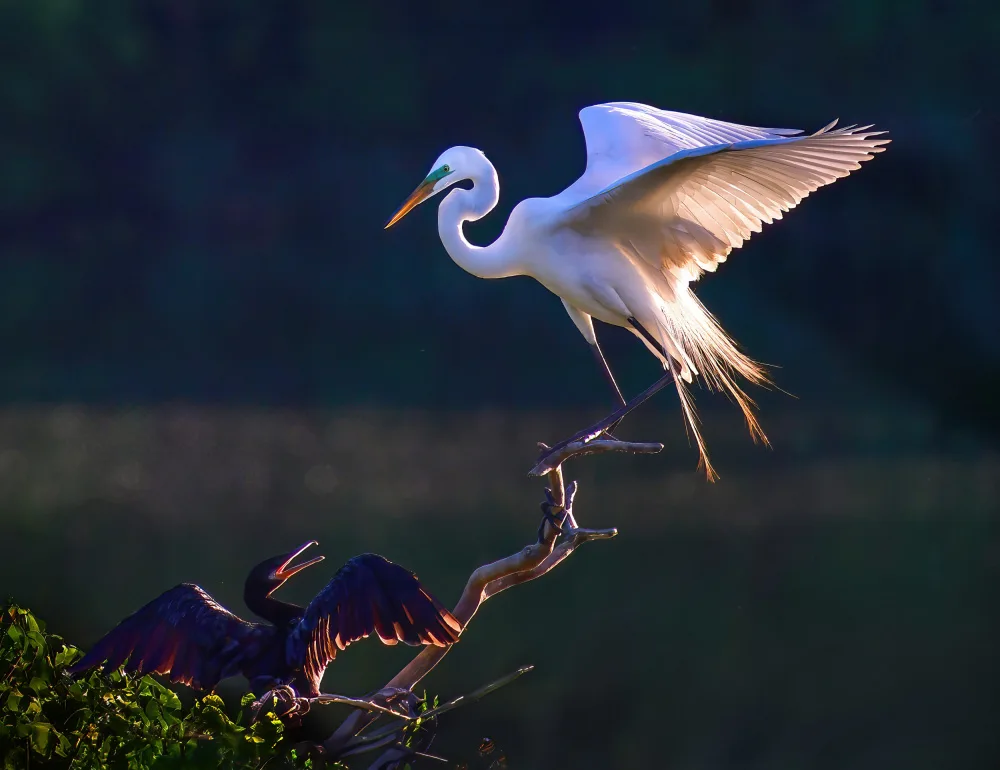Gong, Yun: Gespräche zwischen verschiedenen Vogelarten
