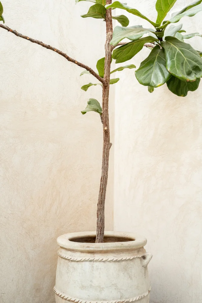 Schenk, Henrike: Tree In a Pot