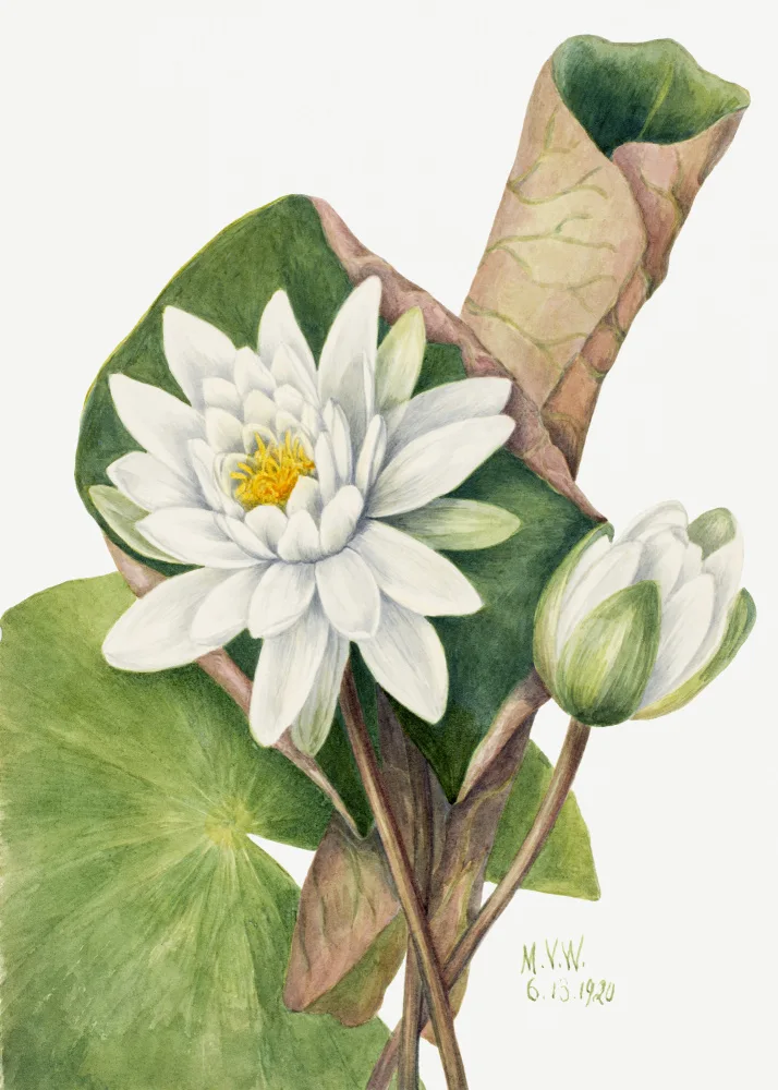 Walcott, Vaux Mary: Americký leknín (1920)