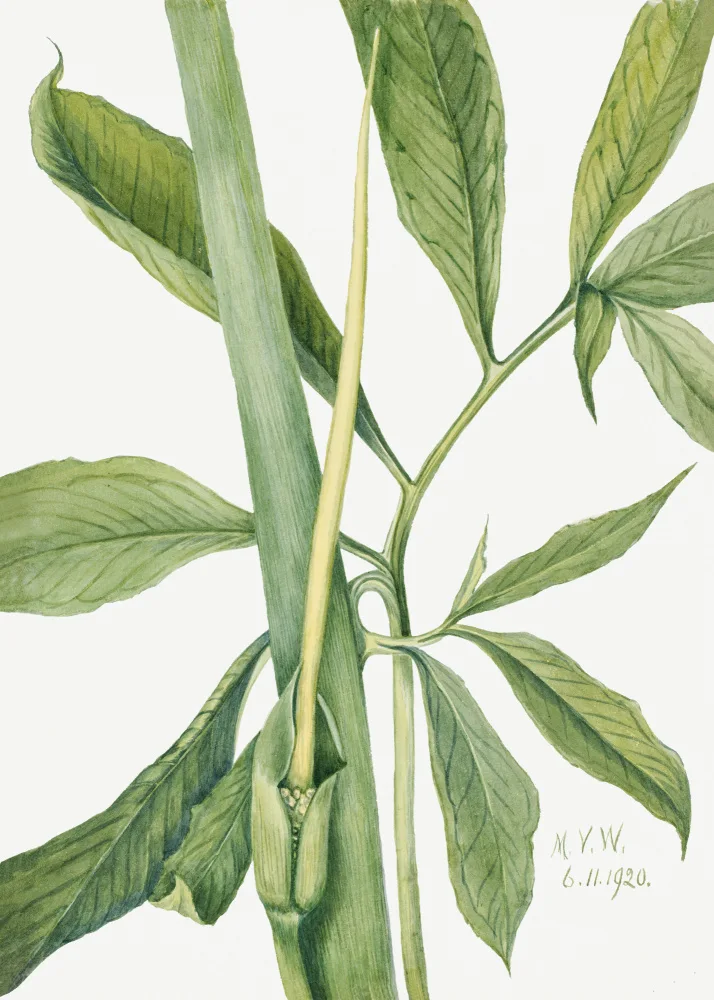 Walcott, Vaux Mary: Greendragon (1920)