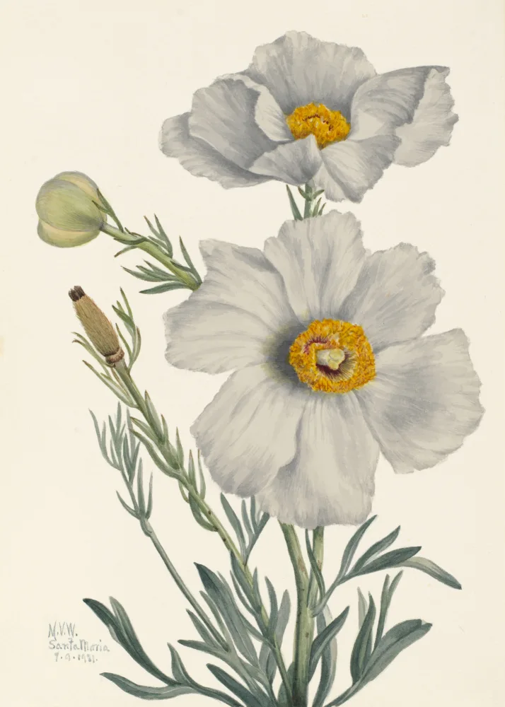 Walcott, Vaux Mary: Matilija Poppy
