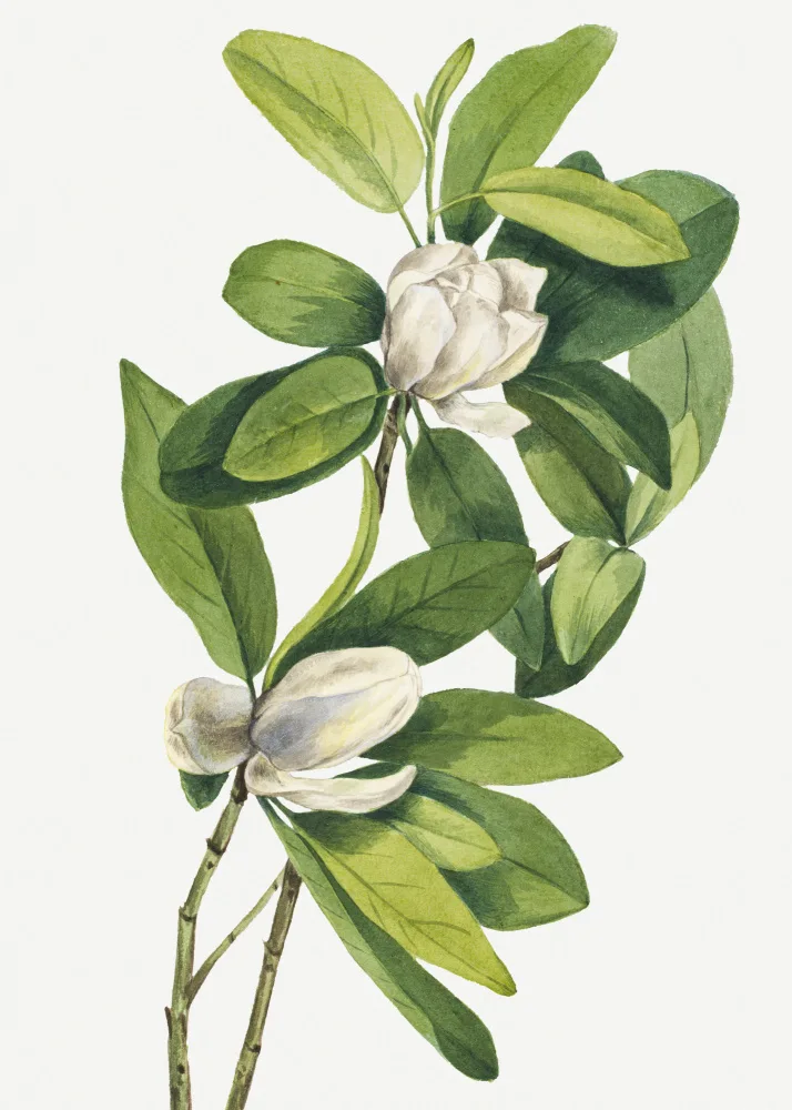 Walcott, Vaux Mary: Swamp Magnolia (1918)