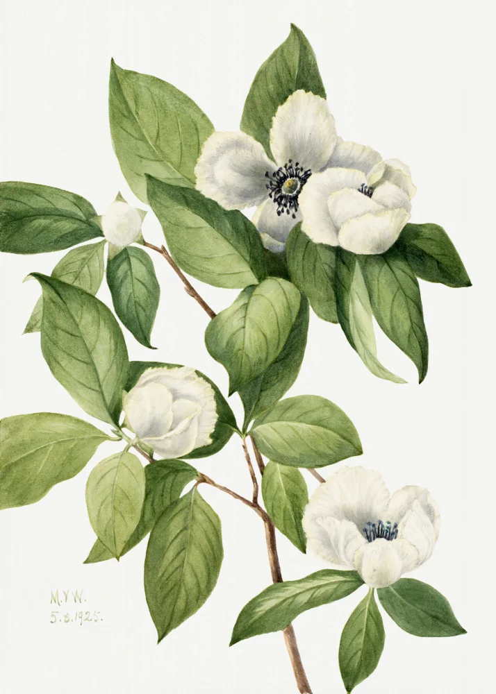 Walcott, Vaux Mary: Virginia Stewartia (1925)