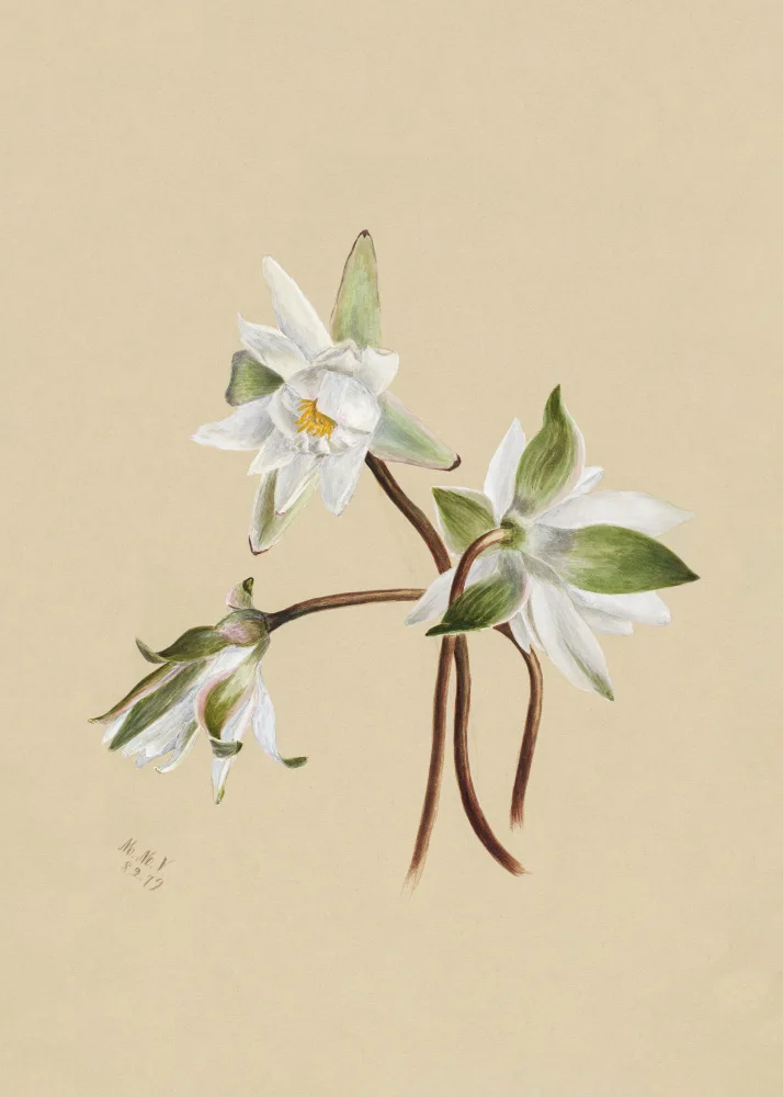 Walcott, Vaux Mary: Lekníny (1879)