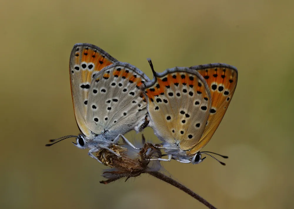 Sener, Savas: Liebe in der Natur
