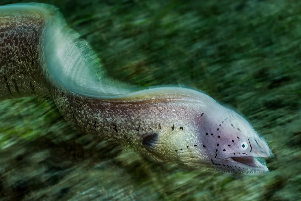 Melesan, Serge: Moray eel