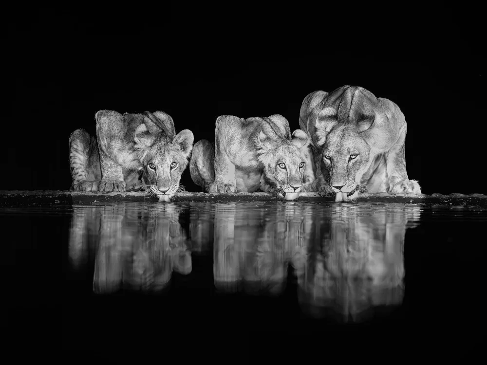 Thwaits, Yun: Lions Family