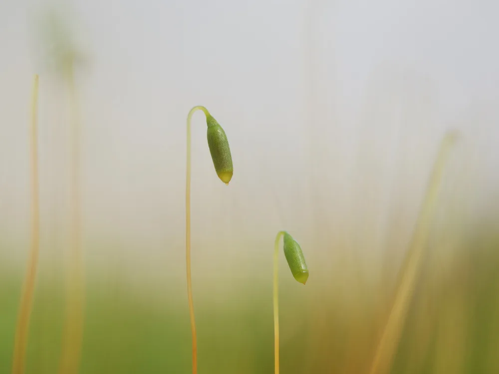 Henshaw, Elaine: Sporophyte On Moss