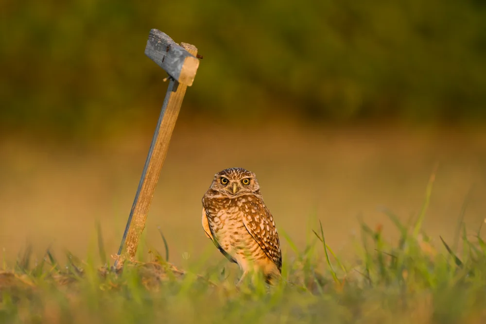 Fan, John: Guard