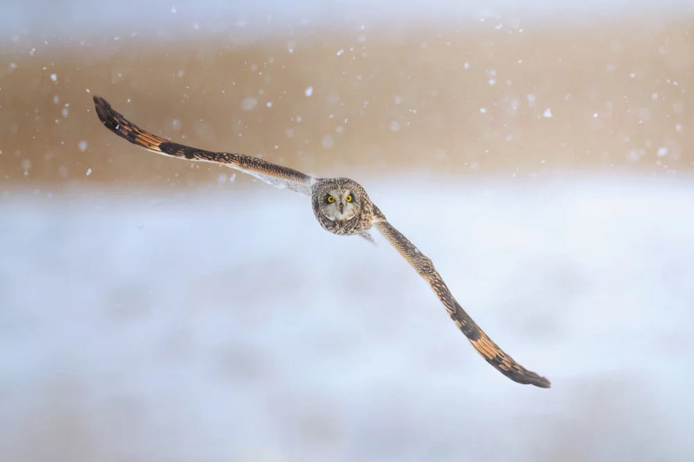 Huang, Tao: Short-eared Owl