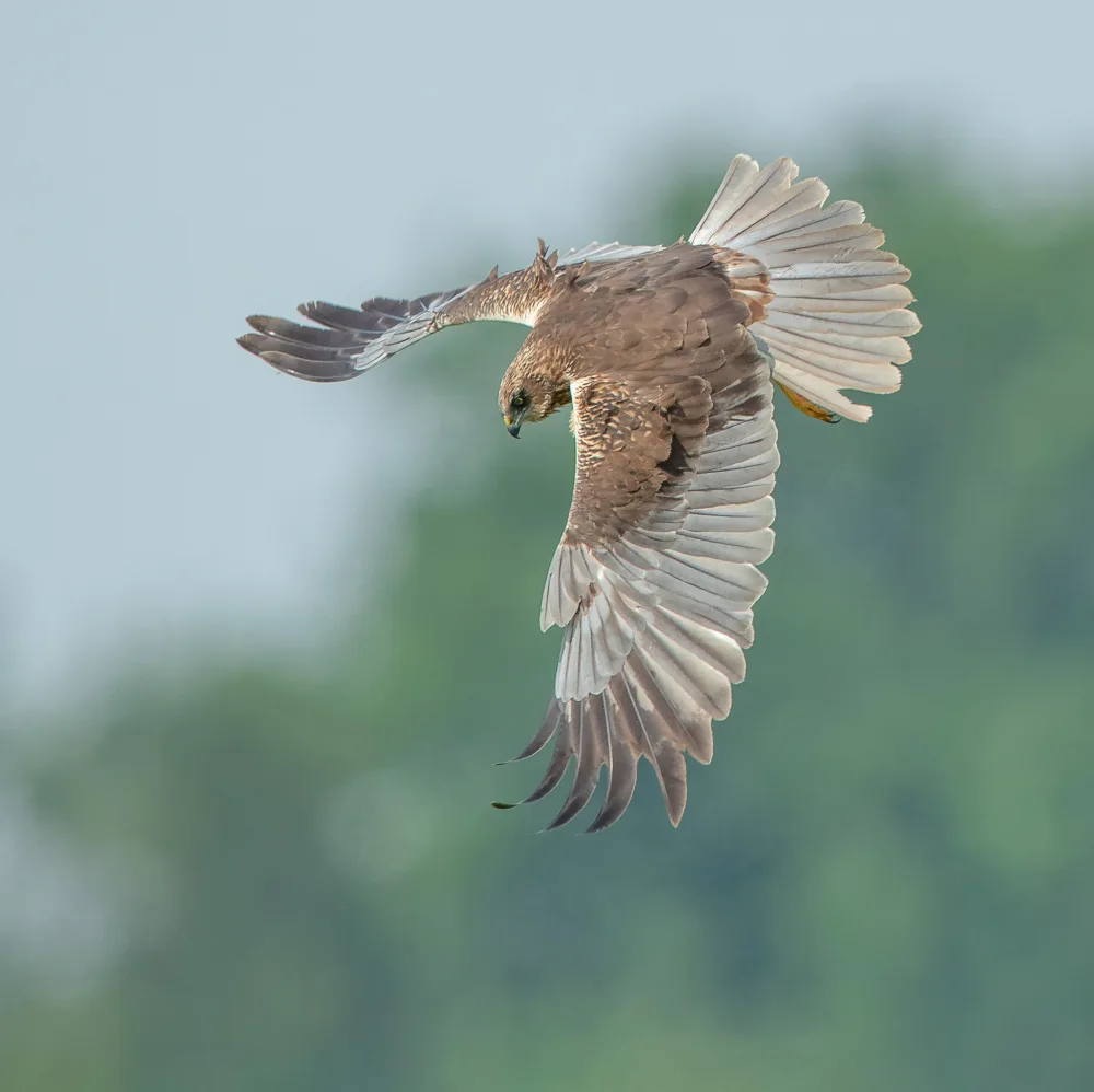 Linden, van Jan: Falco di palude