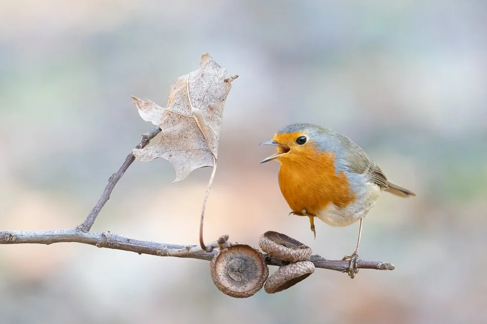 Chiodini, Massimo: The robin sings on one leg!