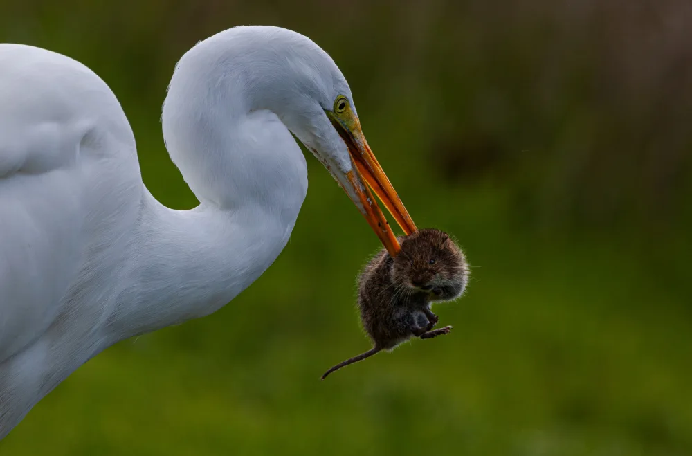 Huang, Johnson: Egret and vole