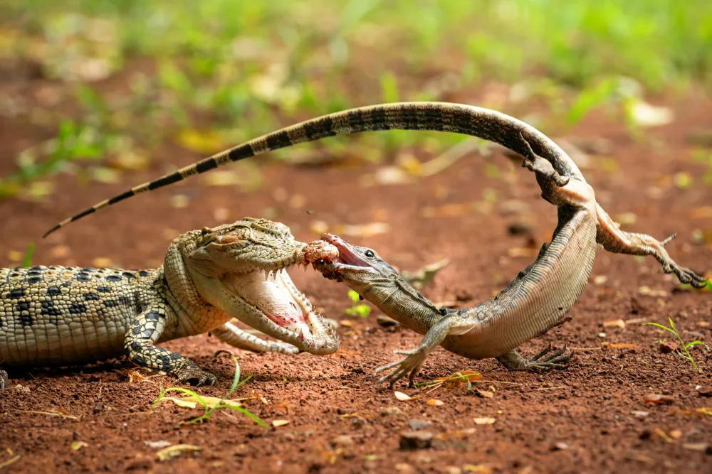 Setiadi, Ajar: Bite each other