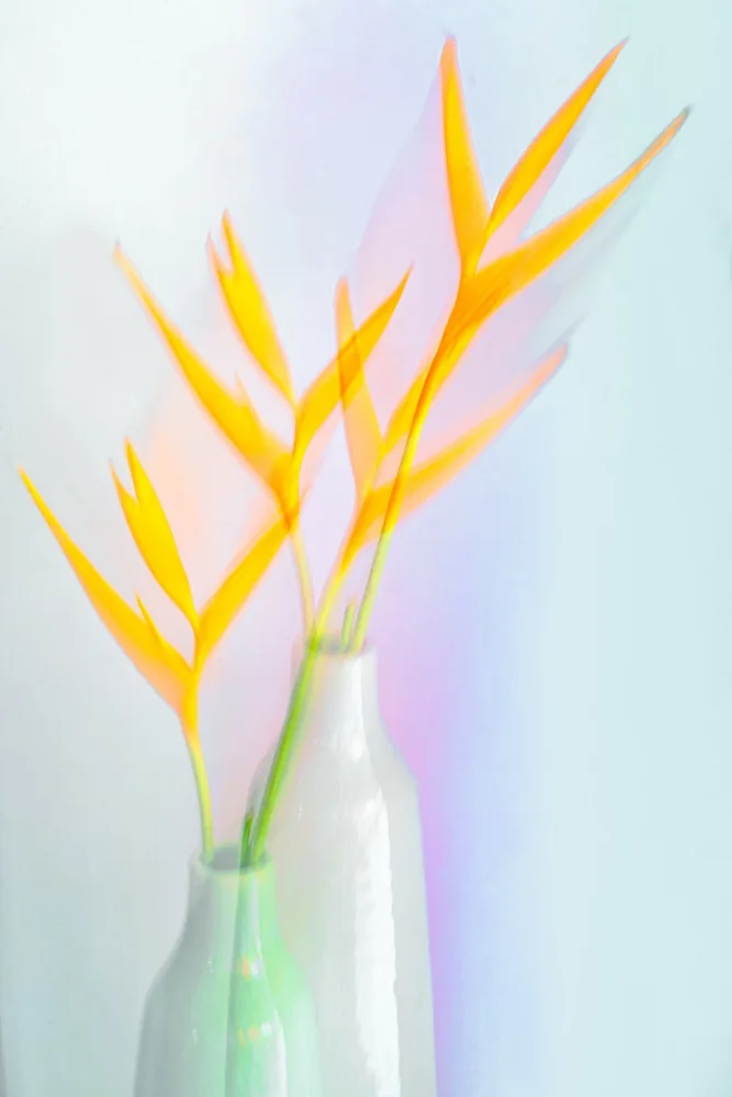 Thies, Dirk Florent: Stillleben mit Blume (Heliconia)