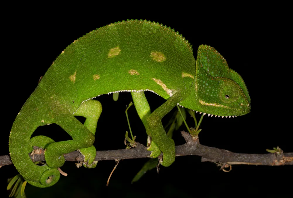 Tambe, Kedar: Indian chameleon