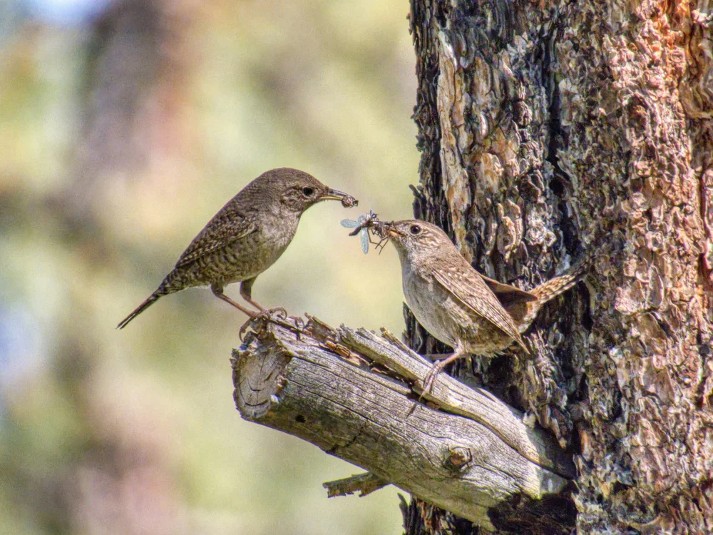 Endres, O Robert: Food for the Hatchlings