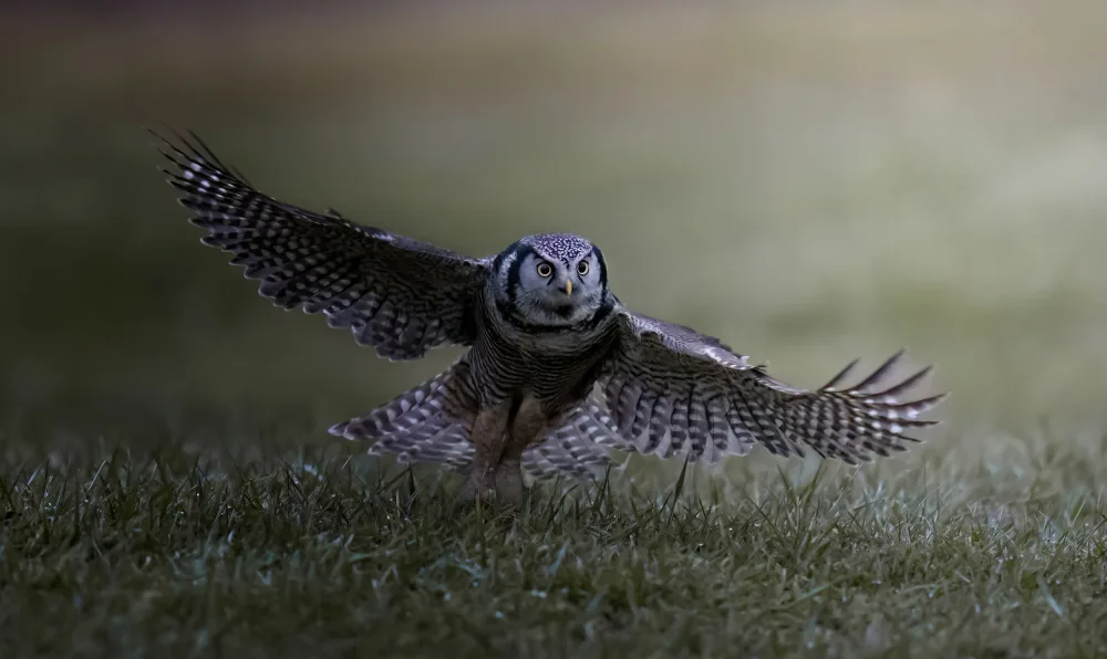 Huang, Tao: Northern Hawk Owl