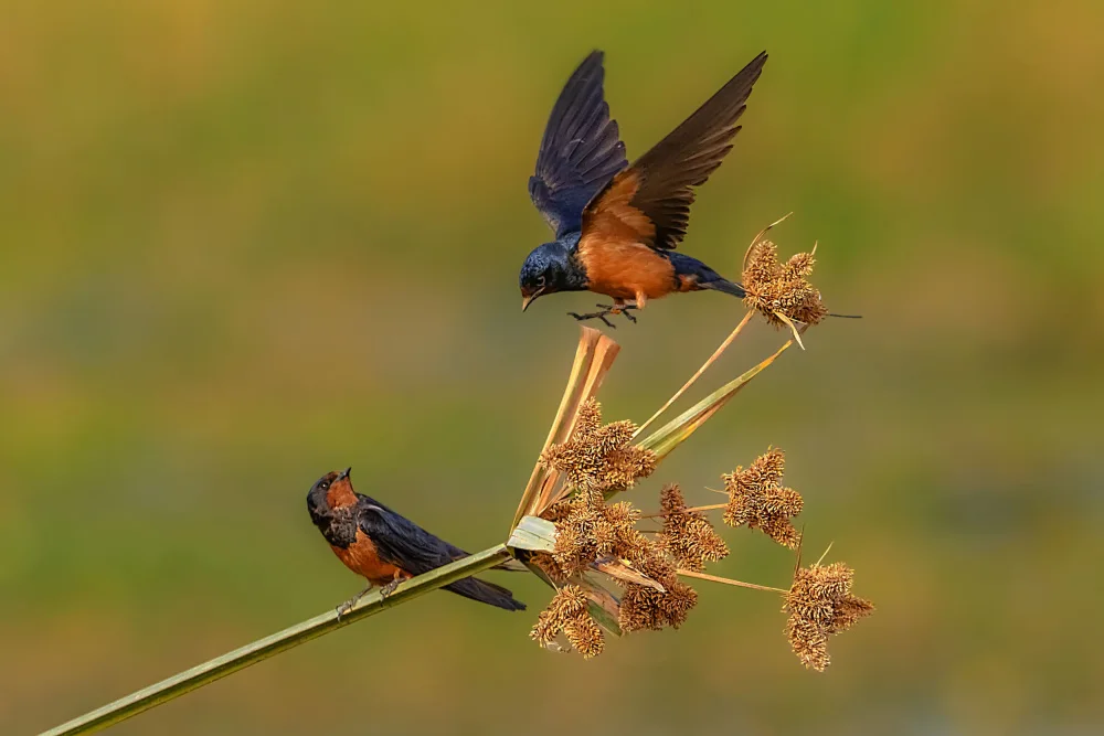 mahmoud, Adel: Swallow