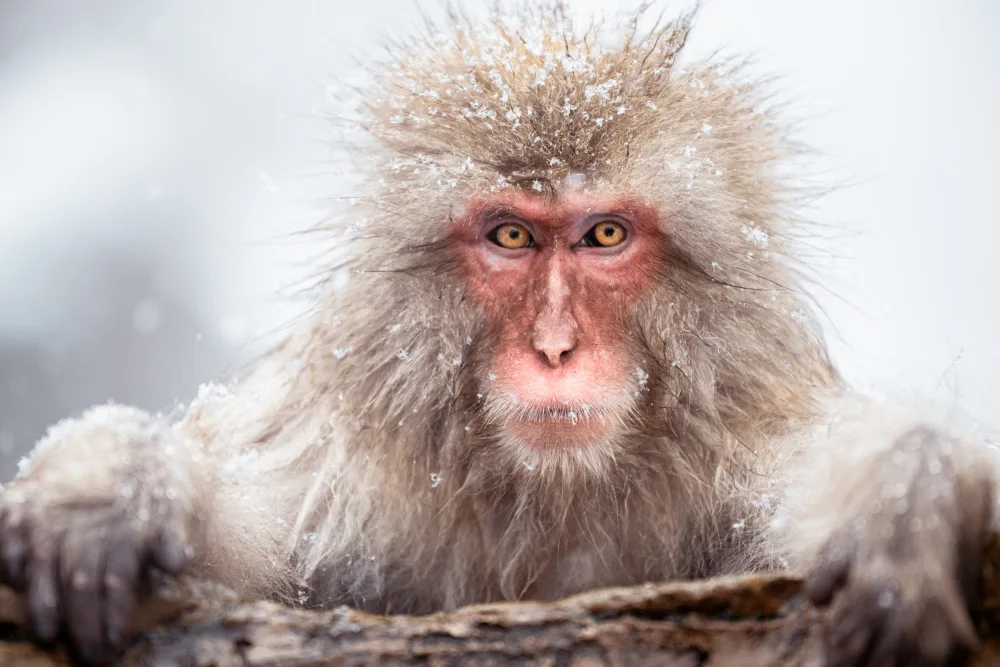 天馬, Feng Chao: A Snow Monkey