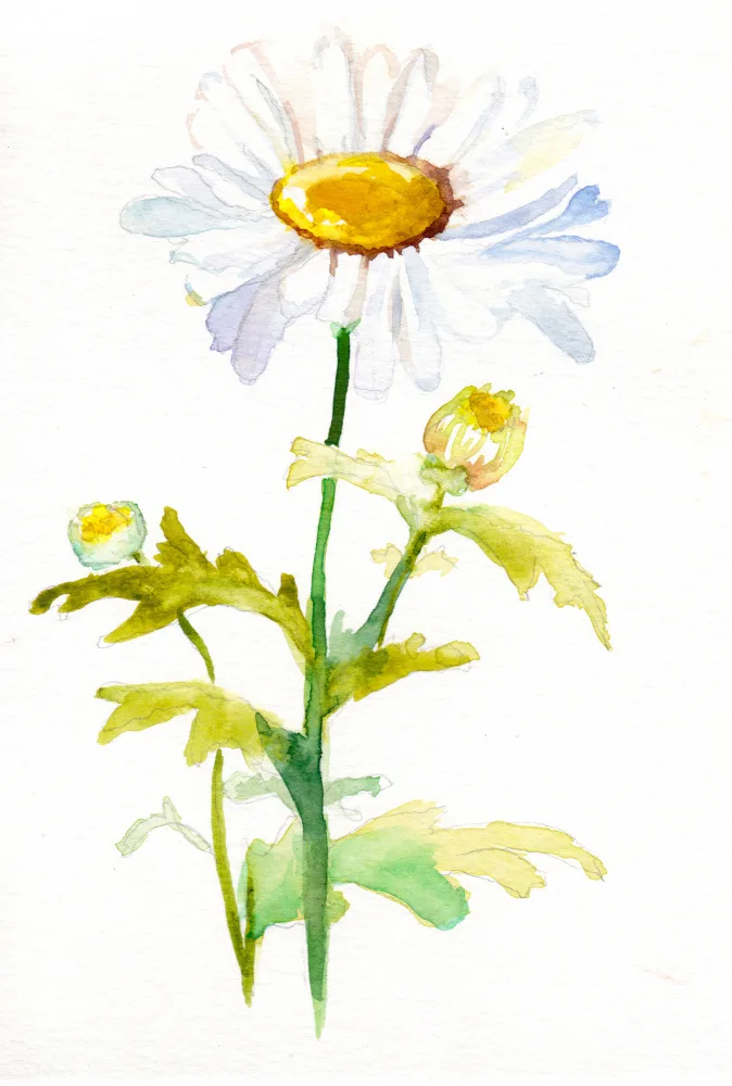 Lindstrom, Christine: Daisy April
