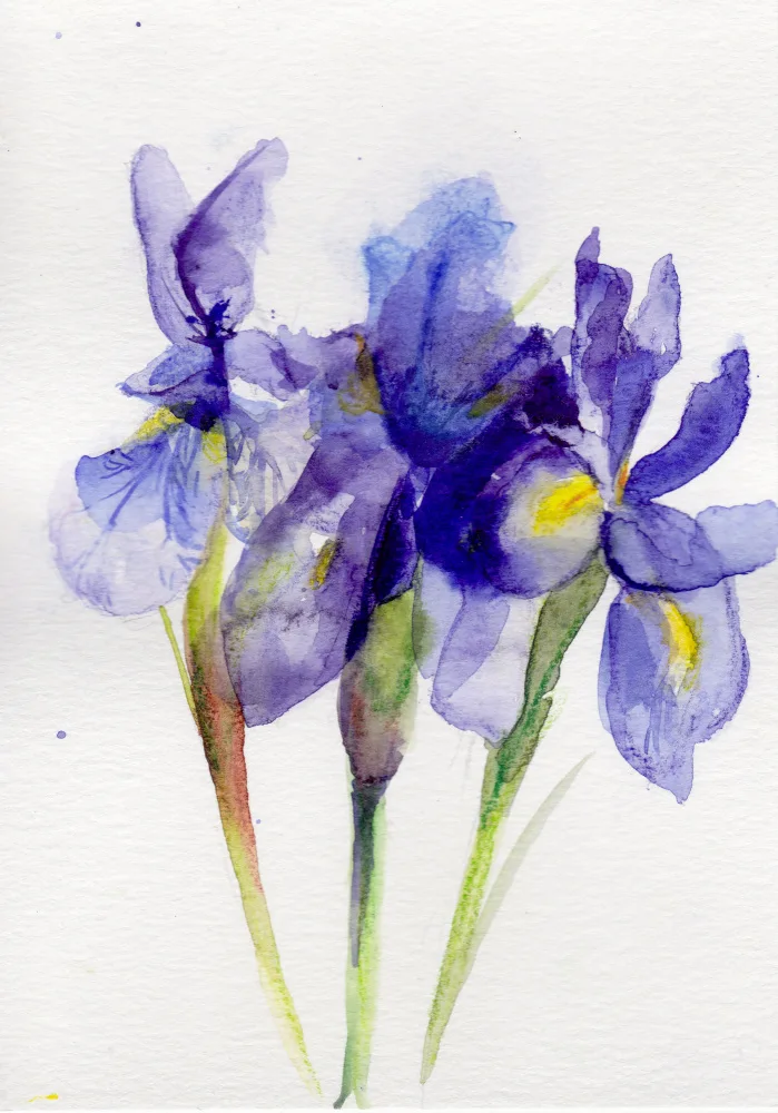 Lindstrom, Christine: Iris únor I