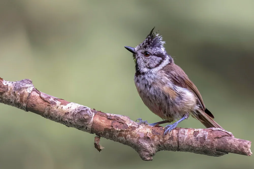 Haenen, Jeke: Crested Tit