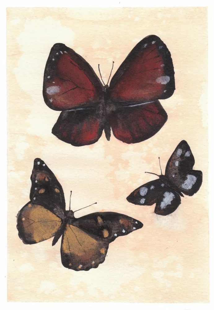 Lindstrom, Christine: Butterfly Studie No2