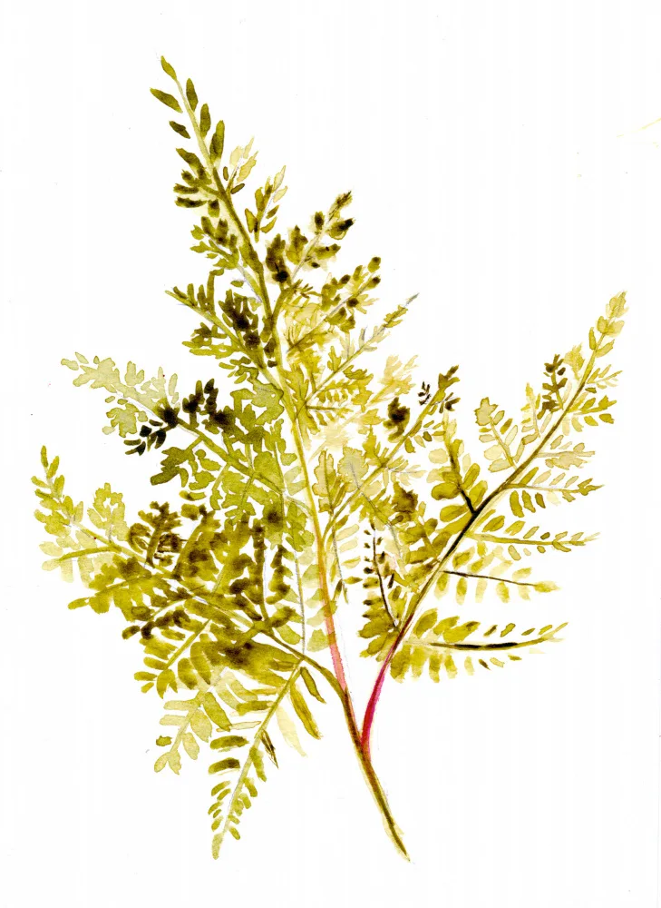Lindstrom, Christine: Kapradina