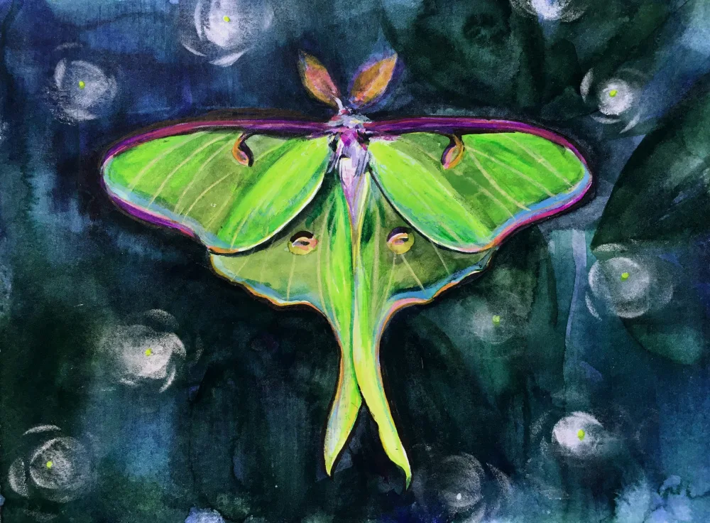 Lindstrom, Christine: Luna Moth1
