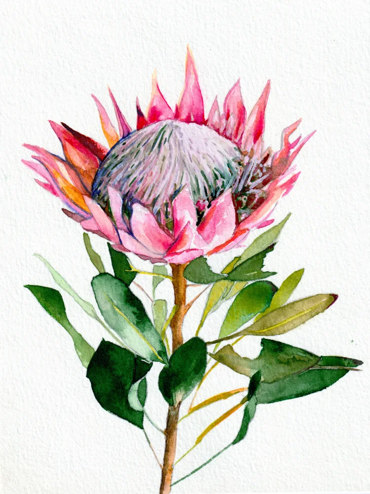 Lindstrom, Christine: Protea