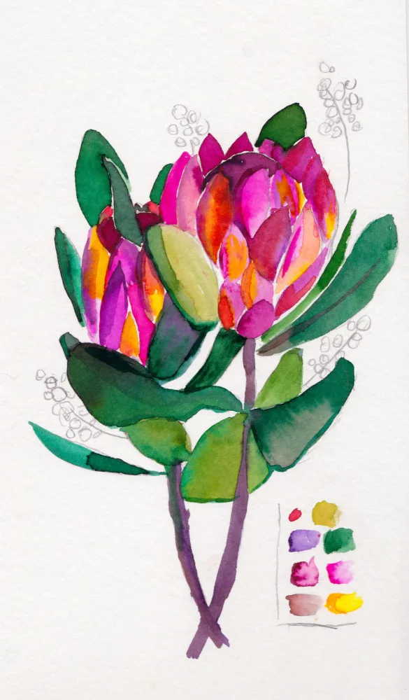 Lindstrom, Christine: Protea Sketch