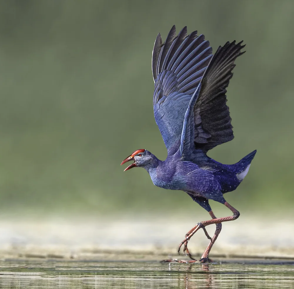 Ismail, Mohamed: African Swamphen