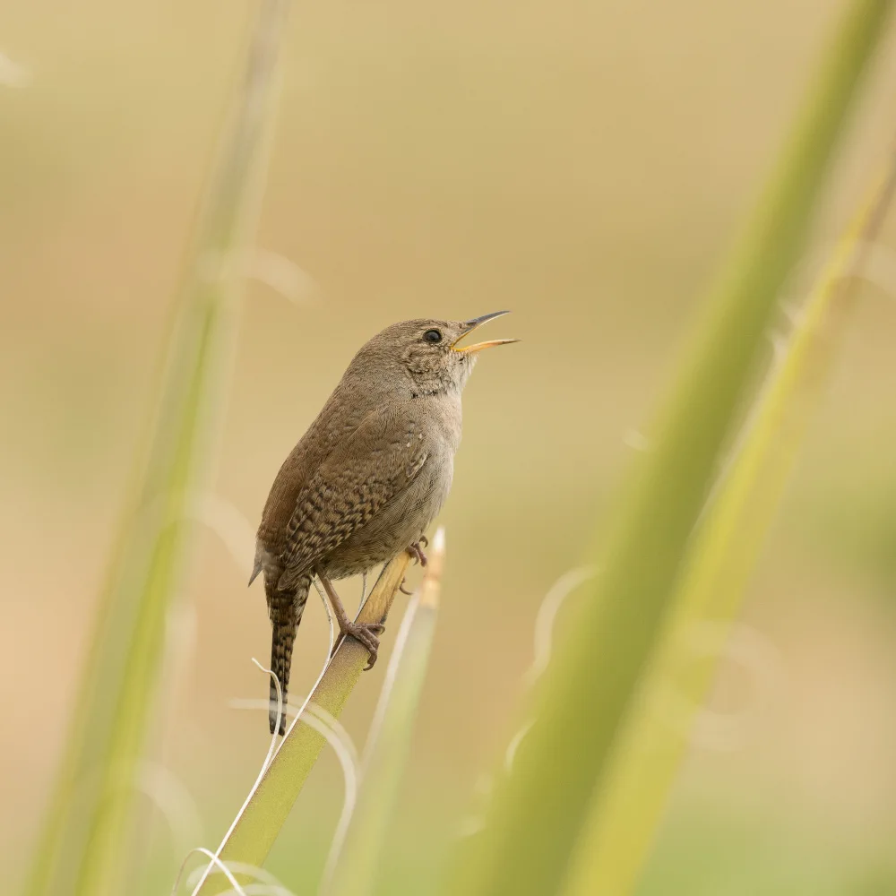 Cui, yang Xiang: Bird
