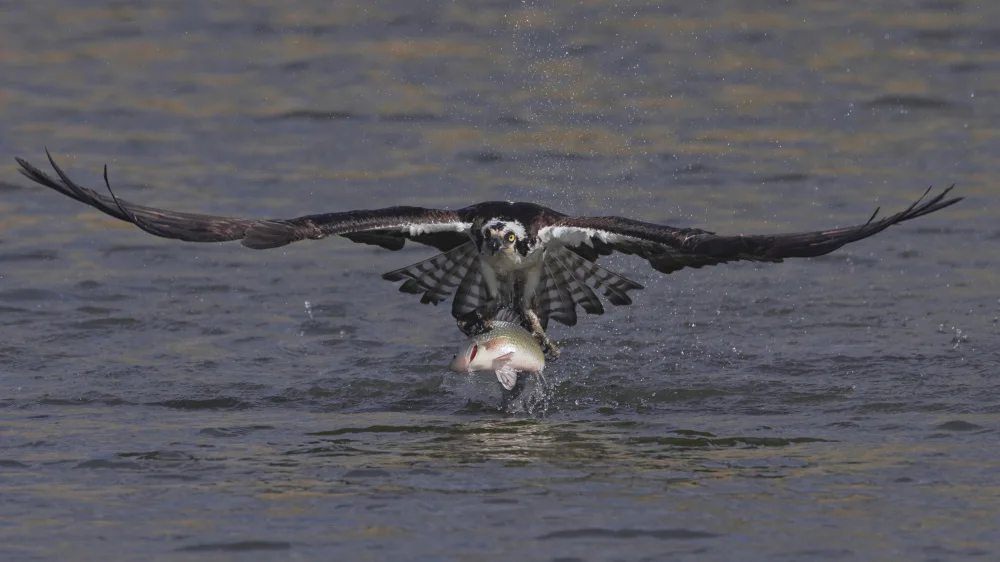 Lam, Gavin: Osprey Hunting...