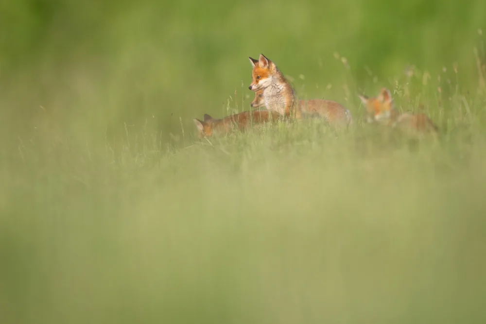 Tomuta, Alexandru: Fox den