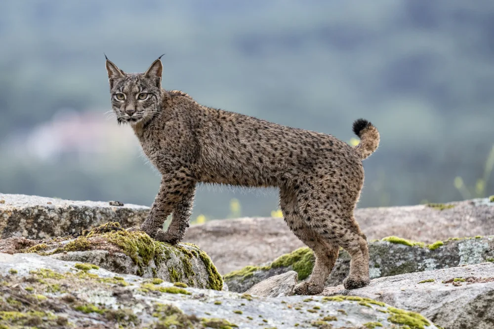 Curto, Jose: wet lynx