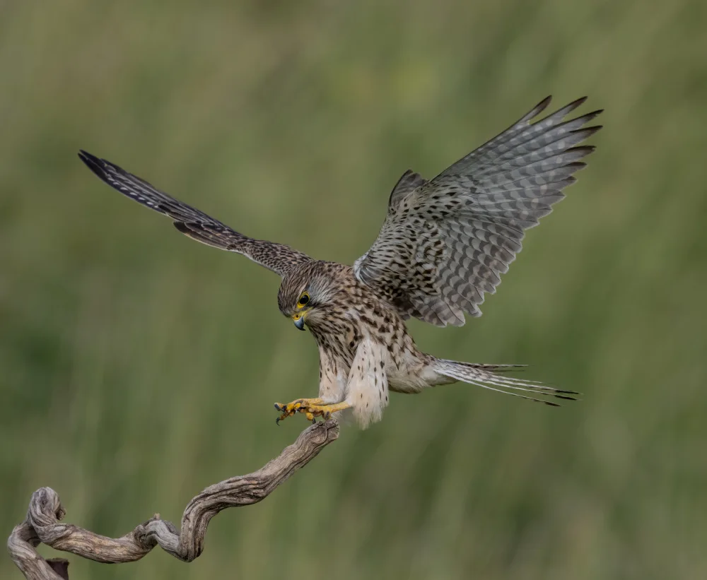 Procaccia, Itamar: Landing Kestrel
