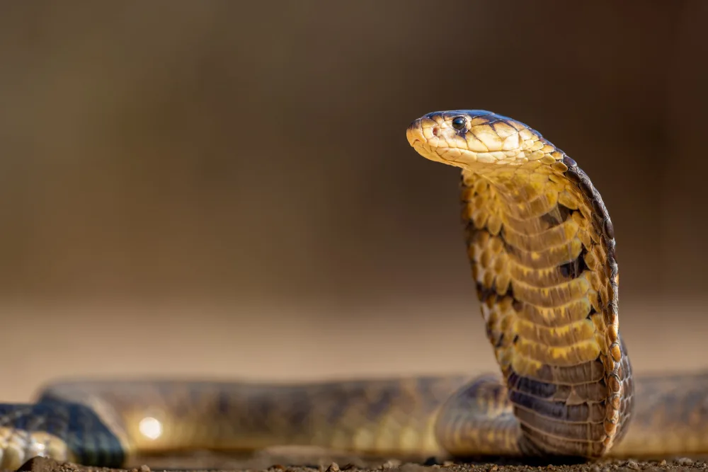 Sink, C. Jeffrey: Spitting Cobra - be careful