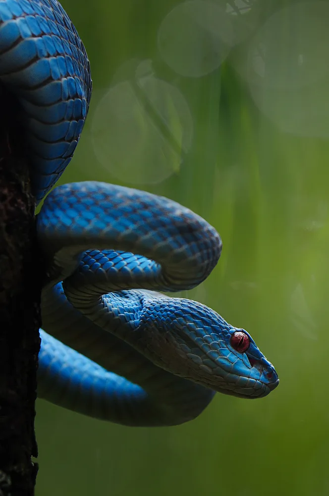 Pamungkas, Edy: víbora azul