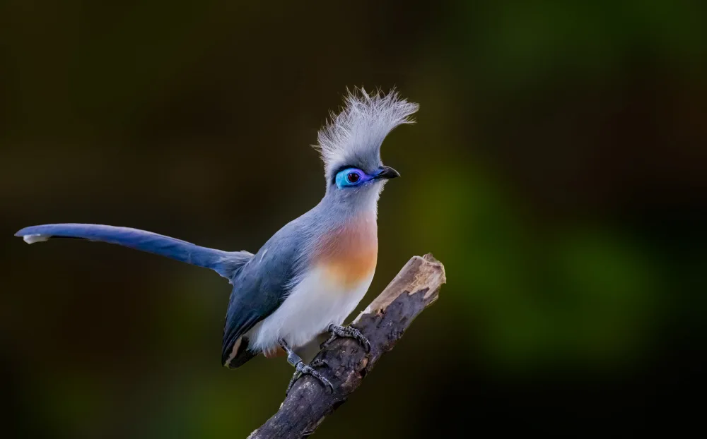 Yan, Songhu: 2024-Birds-Crested Coua2