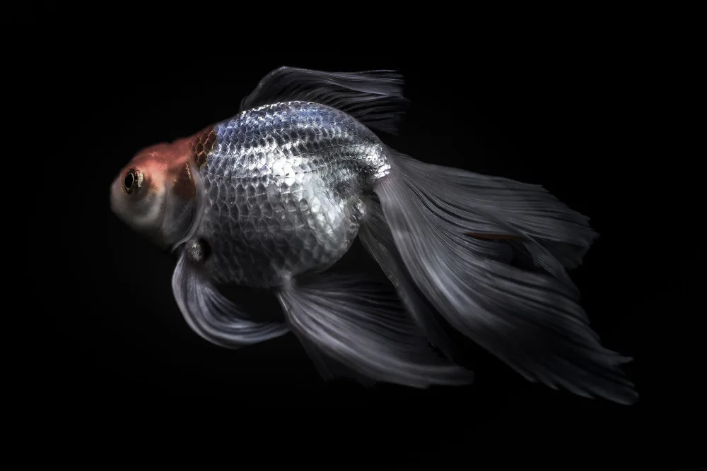 Jealousy: Underwater Ballroom 1 : Silver Dress