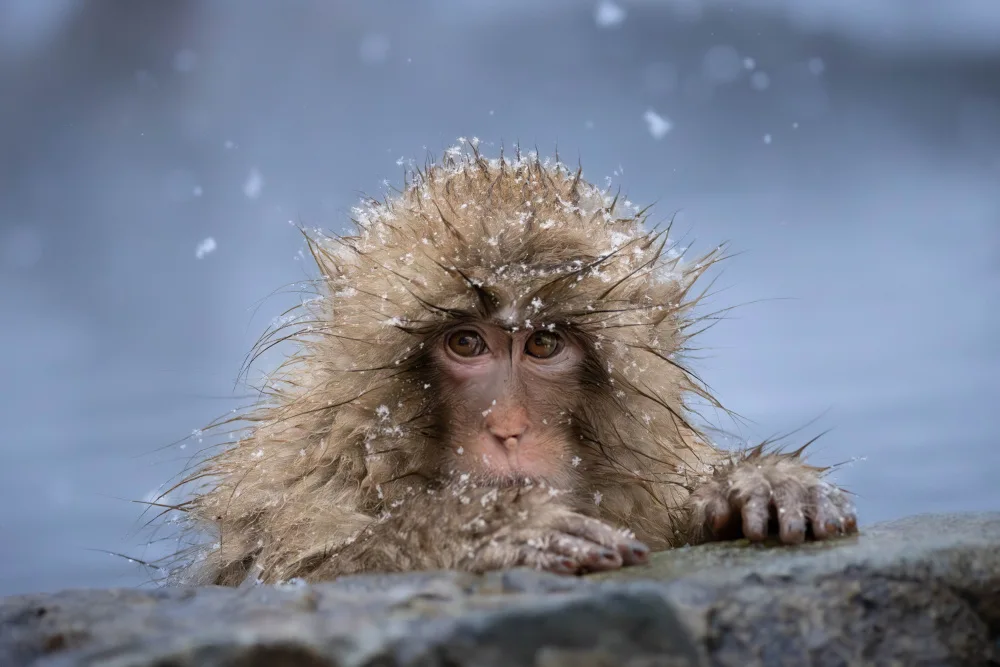 Lin, Hai: A Snow Monkey in Hot Springs