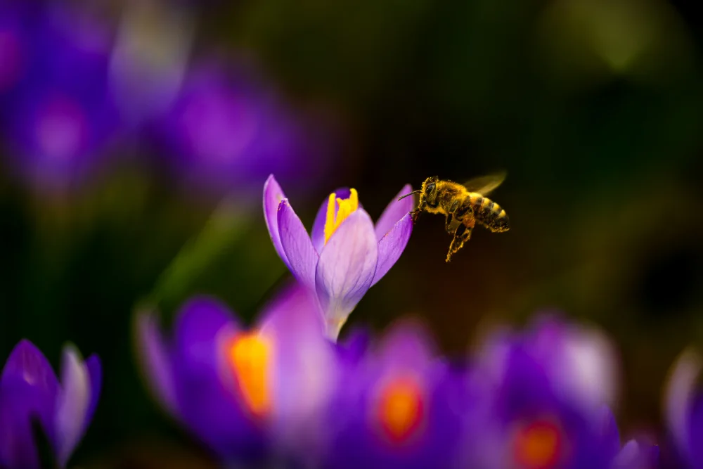 Jansen, Arne: Frühling