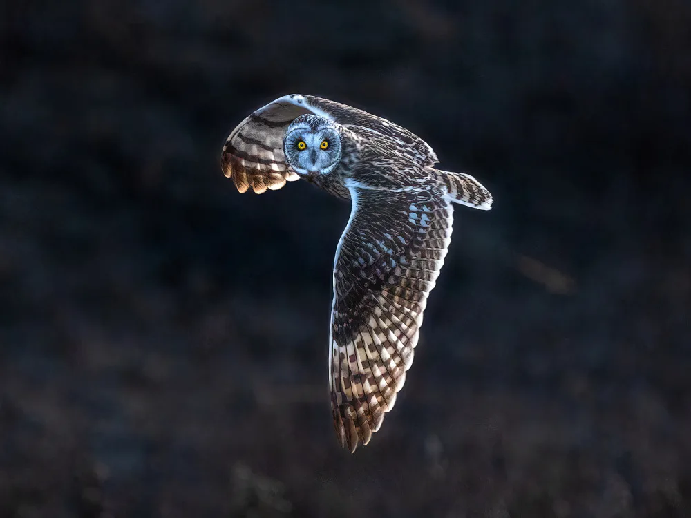 Thwaits, Yun: Short-ear Owl