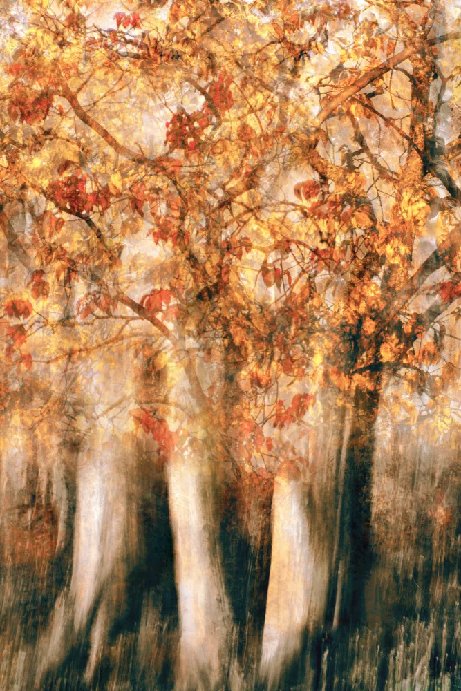 Sillen, Christina: Brilliant autumn