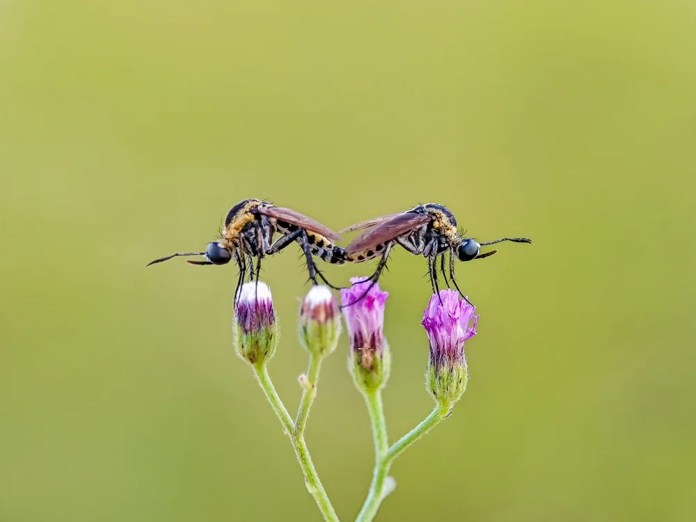 SAFAAT: Mating Moment