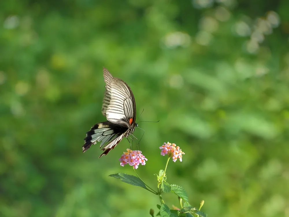 SAFAAT: Butterfly