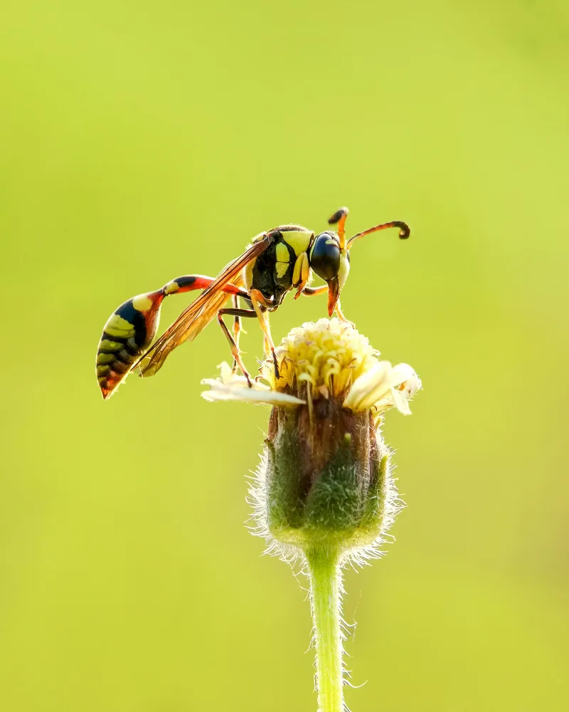 SAFAAT: Yellow Potter on flowers