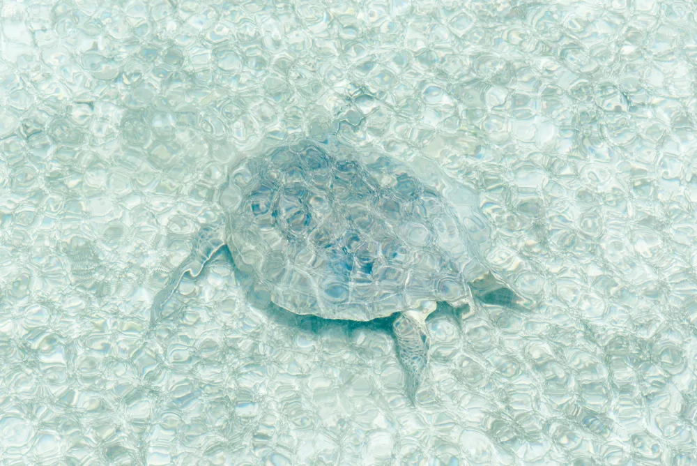 Photolovers: Turtle underwater